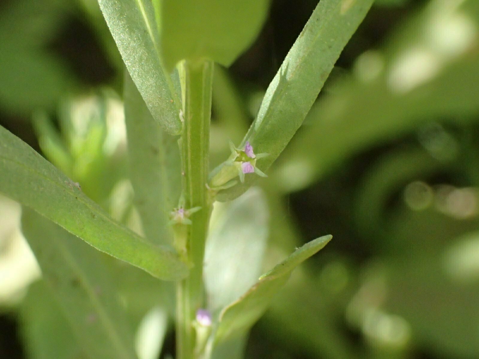 High Resolution Lythrum hyssopifolia Bud